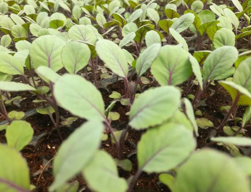 Chinese Cabbage Seedling